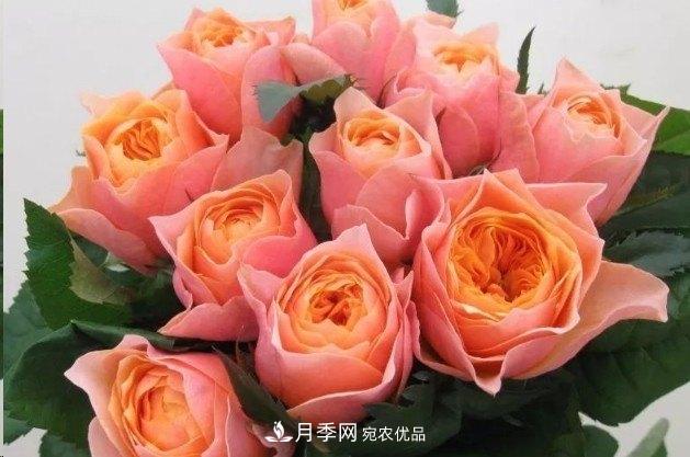 廣東種月季，首選這15種，一年花開10個月！(圖13)