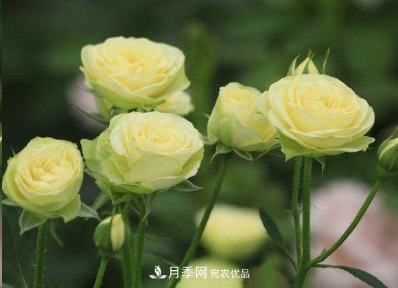 廣東種月季，首選這15種，一年花開10個月！(圖17)