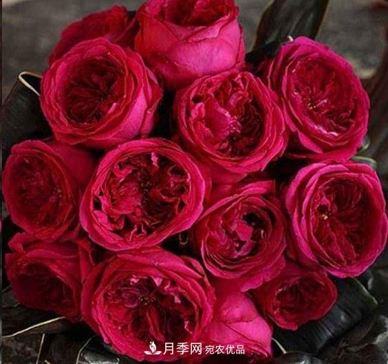 廣東種月季，首選這15種，一年花開10個月！(圖18)