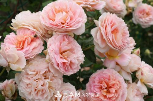 推薦4種經(jīng)典灌木月季，抗病開花能力都很不錯(圖2)