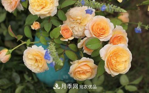 推薦4種經(jīng)典灌木月季，抗病開花能力都很不錯(圖4)