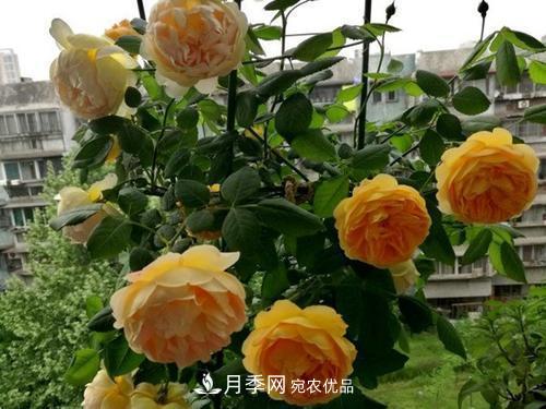 推薦4種經(jīng)典灌木月季，抗病開花能力都很不錯(圖3)