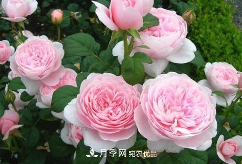 推薦4種經(jīng)典灌木月季，抗病開花能力都很不錯(圖7)