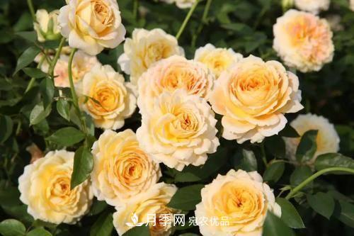 推薦4種經(jīng)典灌木月季，抗病開花能力都很不錯(圖6)
