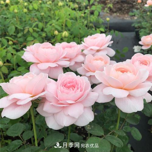 推薦4種經(jīng)典灌木月季，抗病開花能力都很不錯(圖8)