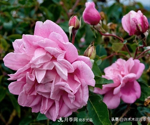 25個(gè)豐花濃香的波旁月季。擁有中國(guó)血統(tǒng)，不僅抗病還能做花墻(圖1)
