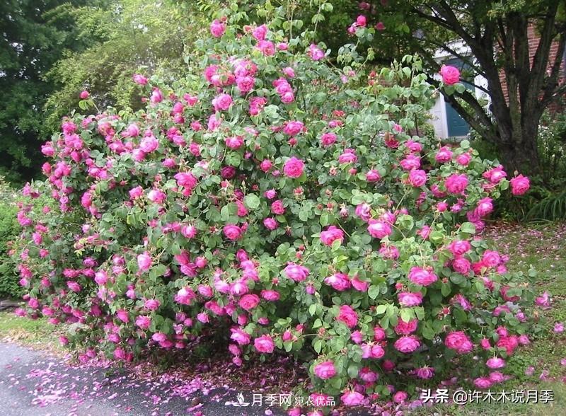 25個(gè)豐花濃香的波旁月季。擁有中國(guó)血統(tǒng)，不僅抗病還能做花墻(圖3)
