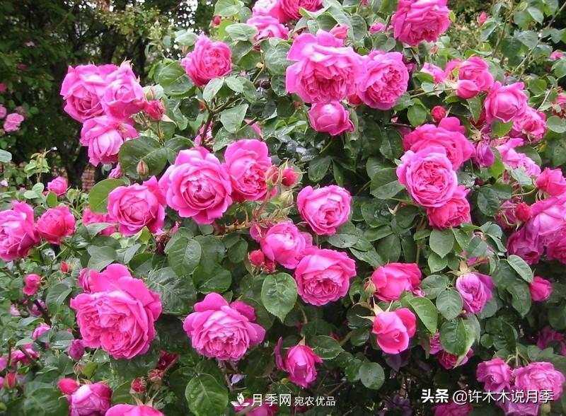 25個(gè)豐花濃香的波旁月季。擁有中國(guó)血統(tǒng)，不僅抗病還能做花墻(圖2)
