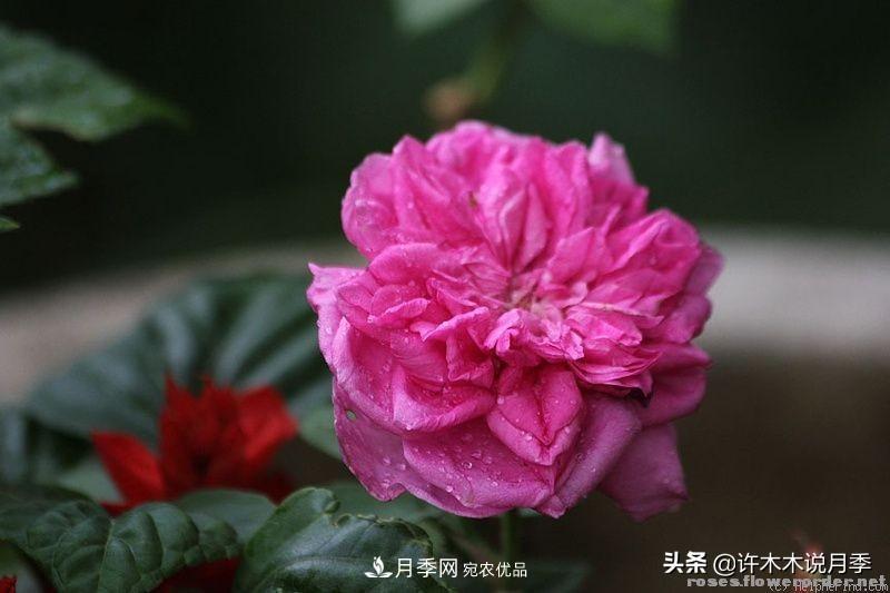 25個(gè)豐花濃香的波旁月季。擁有中國(guó)血統(tǒng)，不僅抗病還能做花墻(圖5)