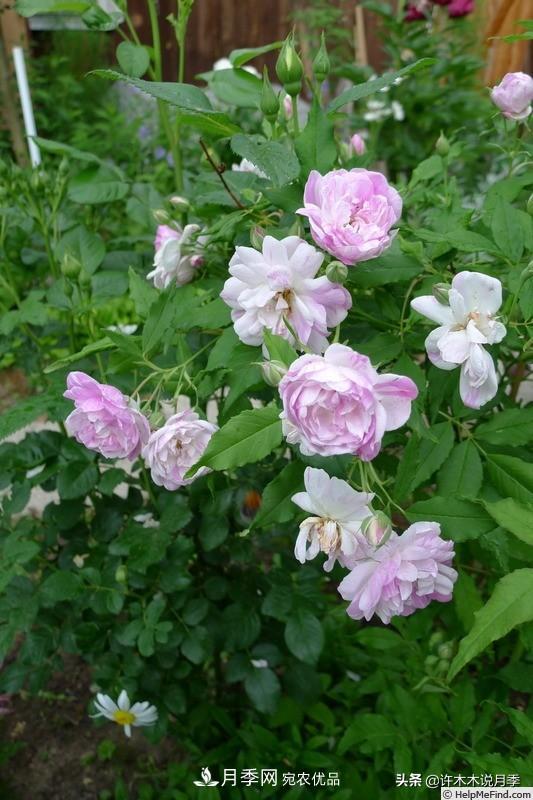 25個(gè)豐花濃香的波旁月季。擁有中國(guó)血統(tǒng)，不僅抗病還能做花墻(圖4)
