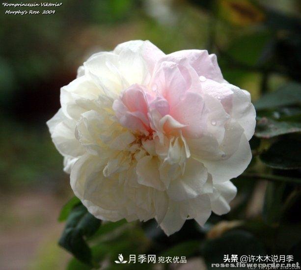 25個(gè)豐花濃香的波旁月季。擁有中國(guó)血統(tǒng)，不僅抗病還能做花墻(圖6)