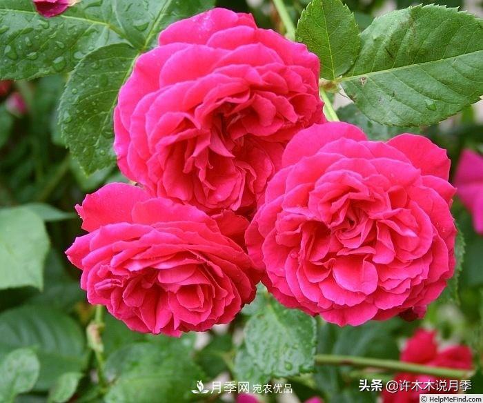 25個(gè)豐花濃香的波旁月季。擁有中國(guó)血統(tǒng)，不僅抗病還能做花墻(圖9)