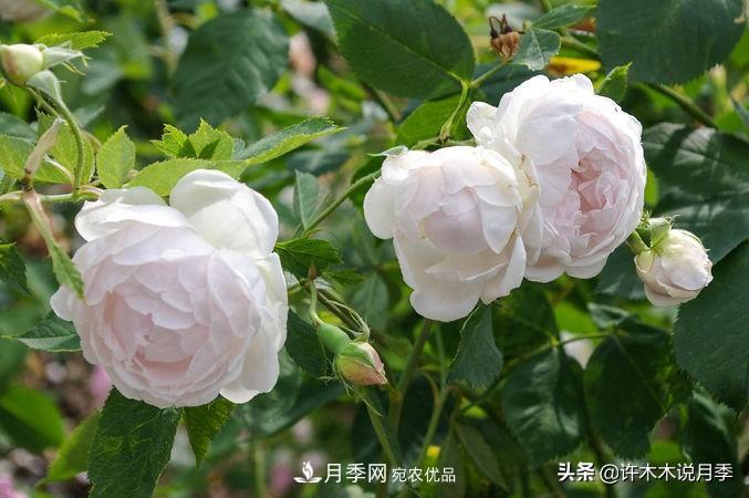 25個(gè)豐花濃香的波旁月季。擁有中國(guó)血統(tǒng)，不僅抗病還能做花墻(圖8)
