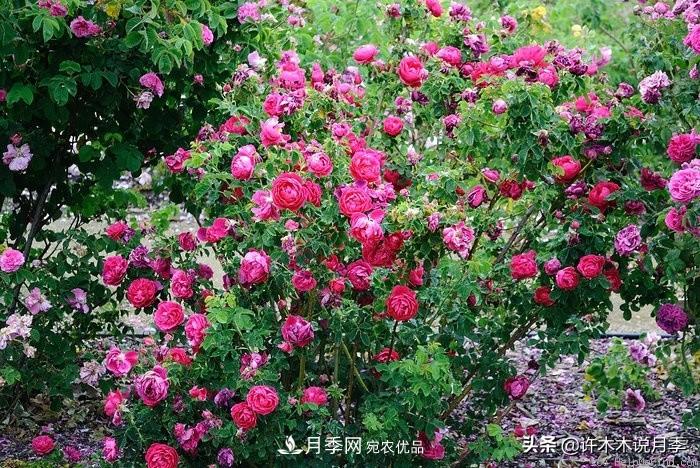 25個(gè)豐花濃香的波旁月季。擁有中國(guó)血統(tǒng)，不僅抗病還能做花墻(圖7)