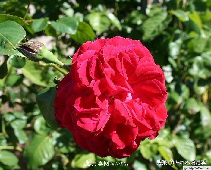 25個(gè)豐花濃香的波旁月季。擁有中國(guó)血統(tǒng)，不僅抗病還能做花墻(圖10)