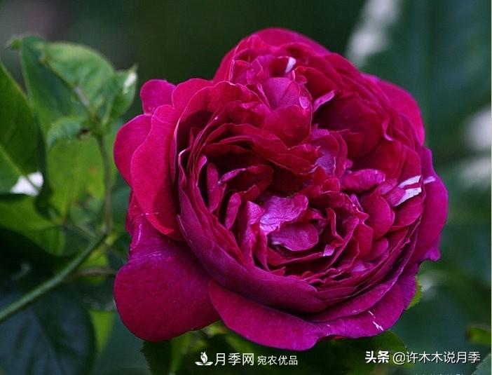 25個(gè)豐花濃香的波旁月季。擁有中國(guó)血統(tǒng)，不僅抗病還能做花墻(圖11)