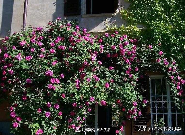 25個(gè)豐花濃香的波旁月季。擁有中國(guó)血統(tǒng)，不僅抗病還能做花墻(圖13)