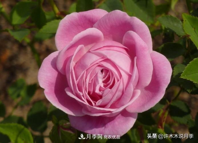 25個(gè)豐花濃香的波旁月季。擁有中國(guó)血統(tǒng)，不僅抗病還能做花墻(圖17)