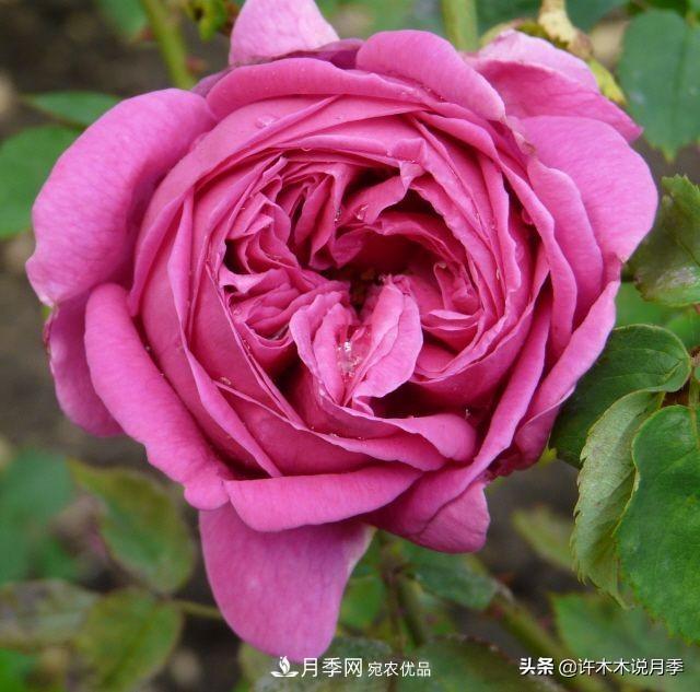25個(gè)豐花濃香的波旁月季。擁有中國(guó)血統(tǒng)，不僅抗病還能做花墻(圖15)