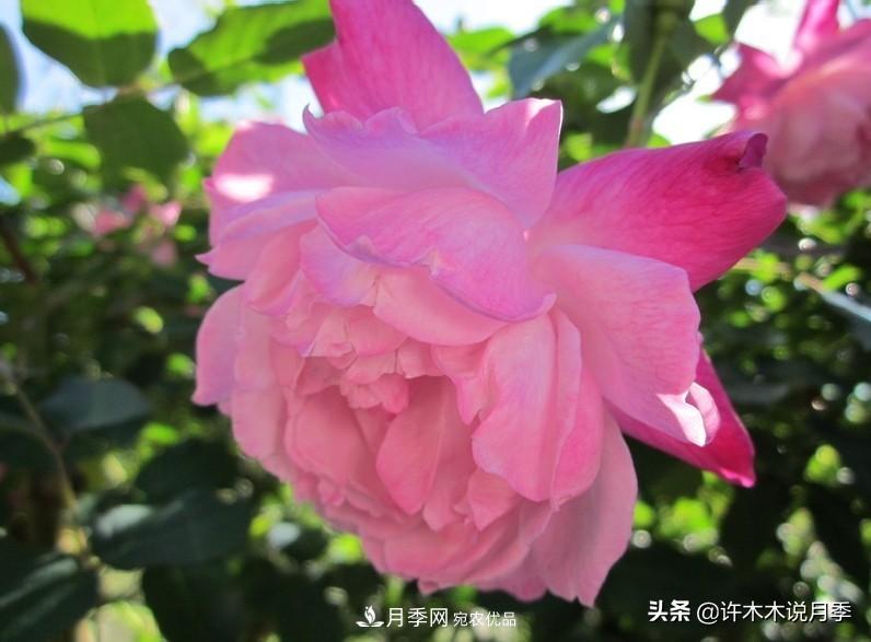 25個(gè)豐花濃香的波旁月季。擁有中國(guó)血統(tǒng)，不僅抗病還能做花墻(圖14)