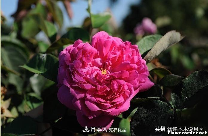 25個(gè)豐花濃香的波旁月季。擁有中國(guó)血統(tǒng)，不僅抗病還能做花墻(圖18)