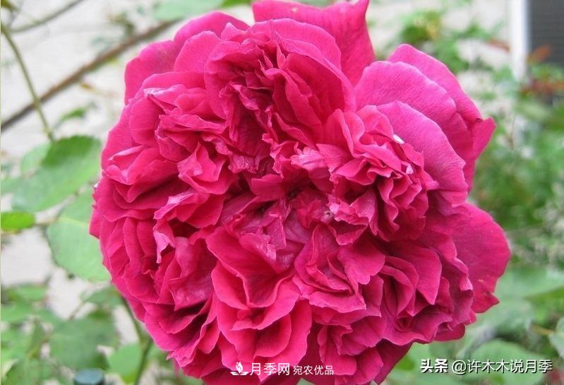25個(gè)豐花濃香的波旁月季。擁有中國(guó)血統(tǒng)，不僅抗病還能做花墻(圖21)