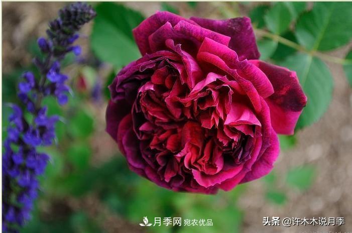 25個(gè)豐花濃香的波旁月季。擁有中國(guó)血統(tǒng)，不僅抗病還能做花墻(圖20)