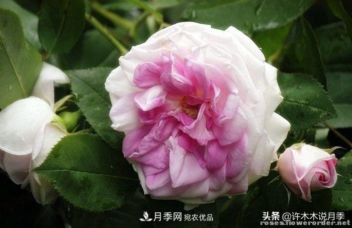 25個(gè)豐花濃香的波旁月季。擁有中國(guó)血統(tǒng)，不僅抗病還能做花墻(圖25)