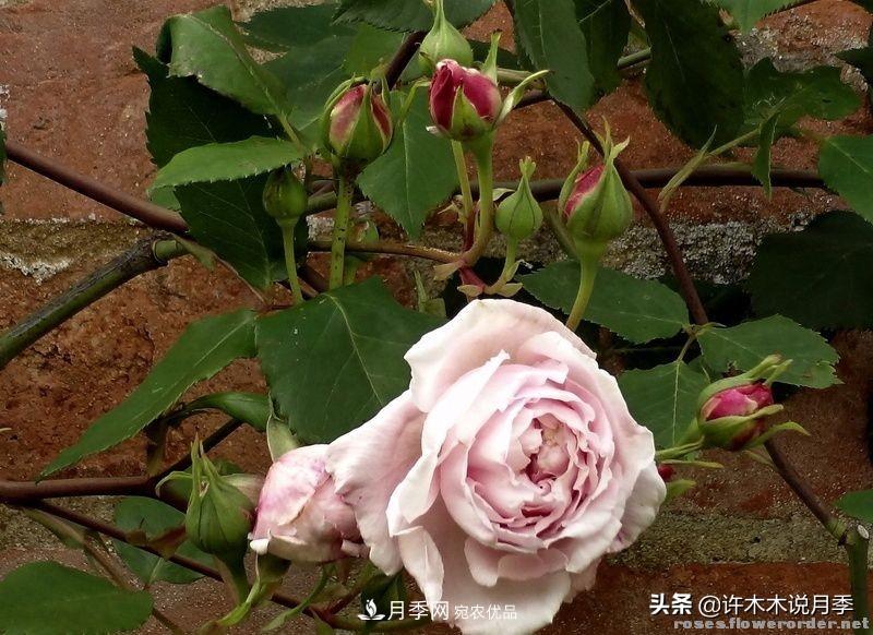 25個(gè)豐花濃香的波旁月季。擁有中國(guó)血統(tǒng)，不僅抗病還能做花墻(圖24)