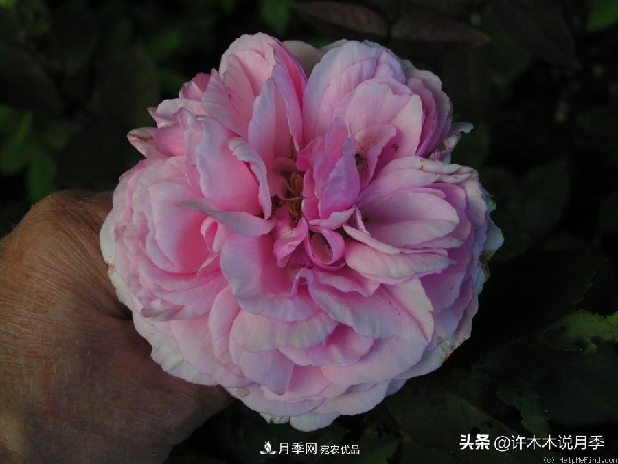 25個(gè)豐花濃香的波旁月季。擁有中國(guó)血統(tǒng)，不僅抗病還能做花墻(圖22)