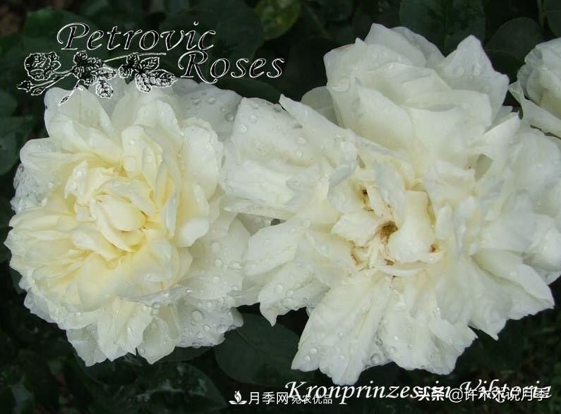25個(gè)豐花濃香的波旁月季。擁有中國(guó)血統(tǒng)，不僅抗病還能做花墻(圖26)