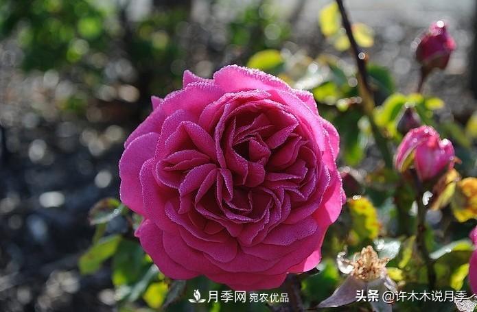 25個(gè)豐花濃香的波旁月季。擁有中國(guó)血統(tǒng)，不僅抗病還能做花墻(圖29)