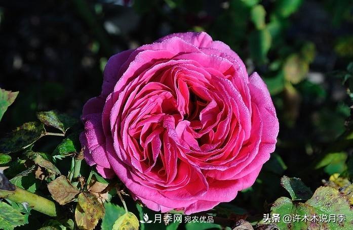 25個(gè)豐花濃香的波旁月季。擁有中國(guó)血統(tǒng)，不僅抗病還能做花墻(圖28)
