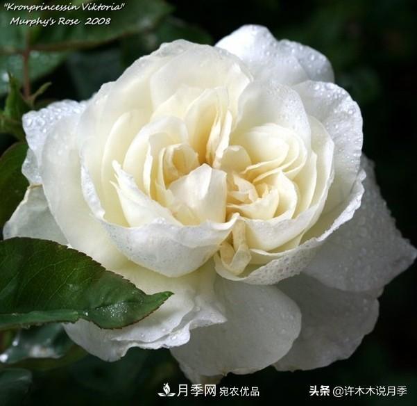25個(gè)豐花濃香的波旁月季。擁有中國(guó)血統(tǒng)，不僅抗病還能做花墻(圖27)