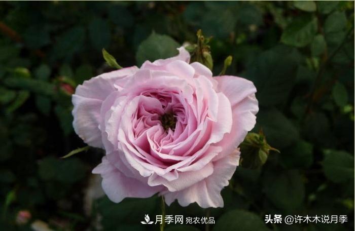 25個(gè)豐花濃香的波旁月季。擁有中國(guó)血統(tǒng)，不僅抗病還能做花墻(圖33)
