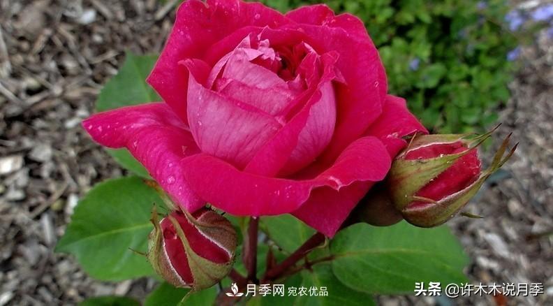 25個(gè)豐花濃香的波旁月季。擁有中國(guó)血統(tǒng)，不僅抗病還能做花墻(圖30)