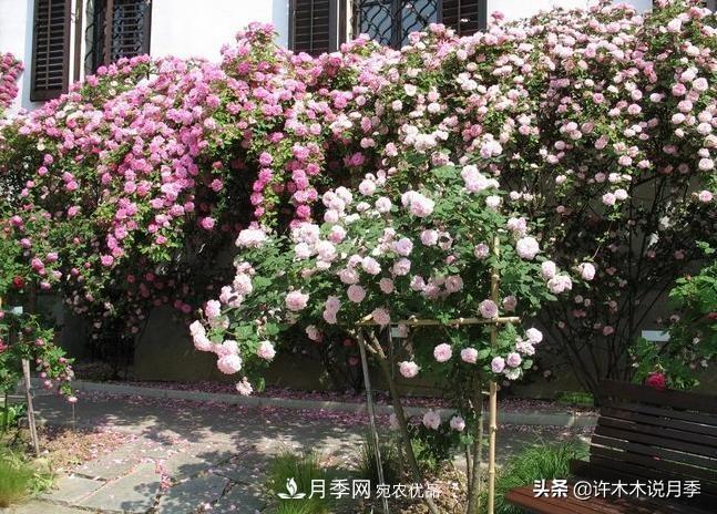 25個(gè)豐花濃香的波旁月季。擁有中國(guó)血統(tǒng)，不僅抗病還能做花墻(圖32)