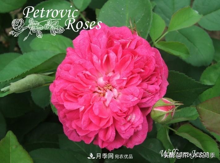 25個(gè)豐花濃香的波旁月季。擁有中國(guó)血統(tǒng)，不僅抗病還能做花墻(圖31)