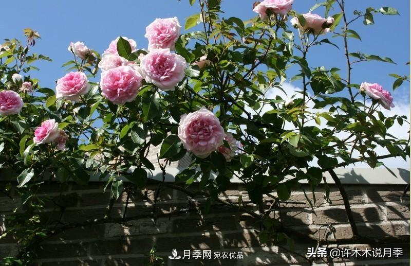 25個(gè)豐花濃香的波旁月季。擁有中國(guó)血統(tǒng)，不僅抗病還能做花墻(圖34)