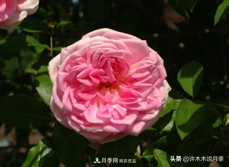 25個(gè)豐花濃香的波旁月季。擁有中國(guó)血統(tǒng)，不僅抗病還能做花墻(圖35)