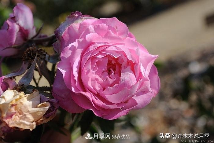 25個(gè)豐花濃香的波旁月季。擁有中國(guó)血統(tǒng)，不僅抗病還能做花墻(圖37)