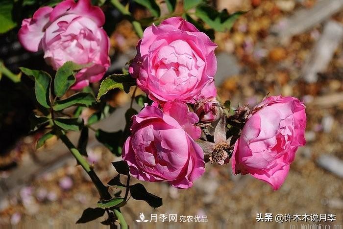 25個(gè)豐花濃香的波旁月季。擁有中國(guó)血統(tǒng)，不僅抗病還能做花墻(圖36)