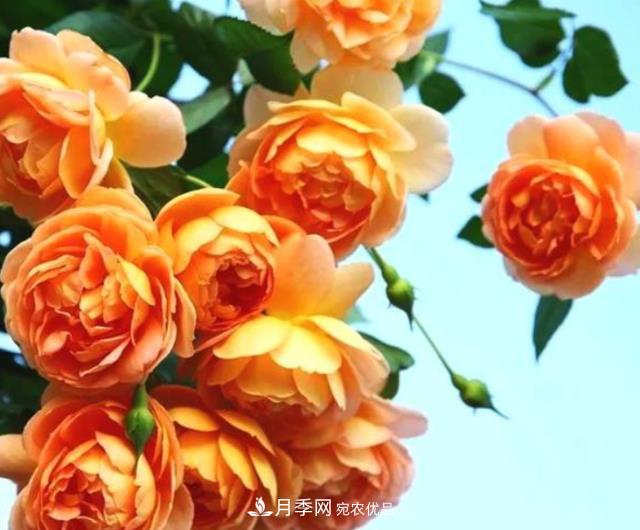 3種“***香月季花”，個(gè)個(gè)香氣四溢、驚艷四座，年年開(kāi)花(圖1)