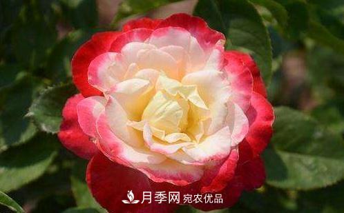 3種“***香月季花”，個(gè)個(gè)香氣四溢、驚艷四座，年年開(kāi)花(圖2)