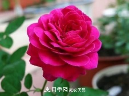 3種“***香月季花”，個(gè)個(gè)香氣四溢、驚艷四座，年年開(kāi)花(圖3)