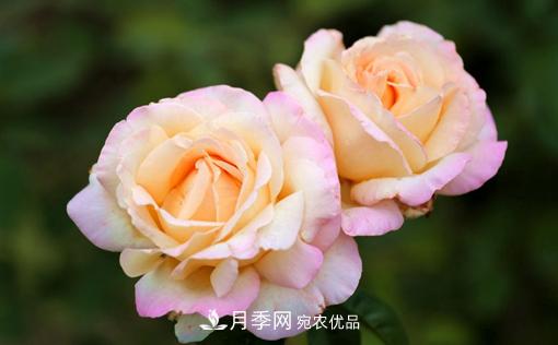 月季如何繁殖？休眠期的花卉怎么保護(hù)？(圖1)