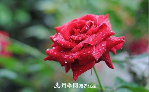 你知道怎么解決大花月季葉子發(fā)黃的問題嗎？(圖1)