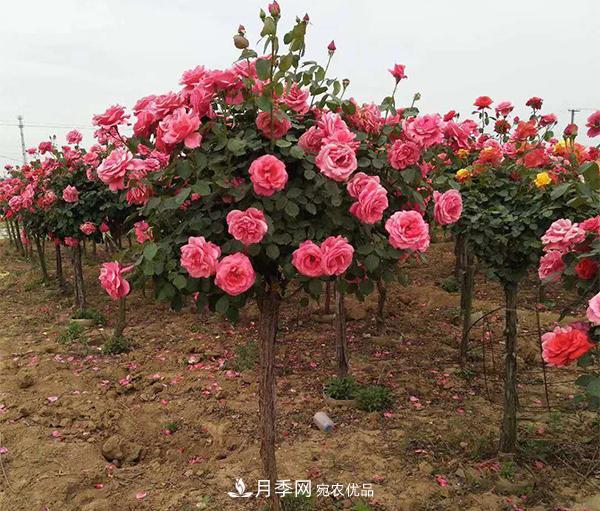 月季扦插后所需的溫度濕度，你不能不知道(圖1)