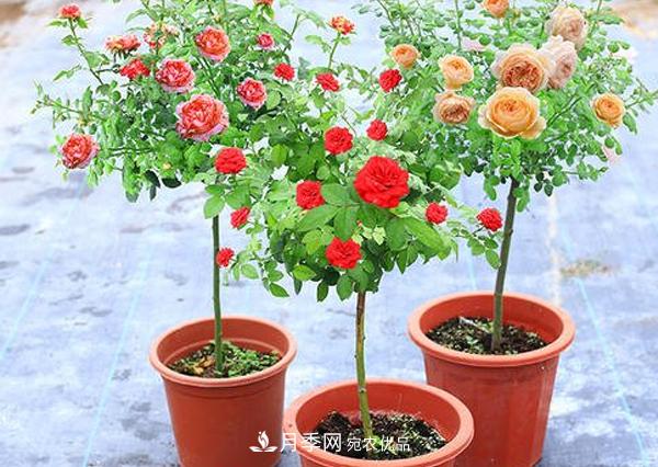 怎樣預(yù)防你南陽棒棒糖樹狀月季黑斑病病害？(圖1)