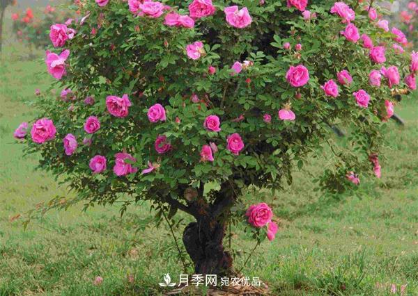 南陽(yáng)香水月季栽培方法(圖1)
